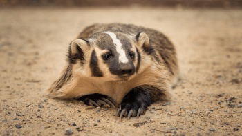 An American badger lays on the ground, extending its long claws