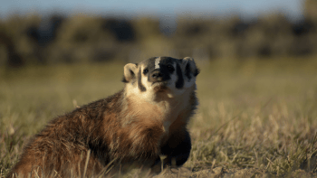 An American badger raises a front paw while walking in a grassy open space