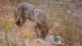 A coyote digs through trash left on the ground