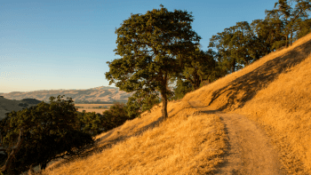 A nature trail leads to a tree during golden hour