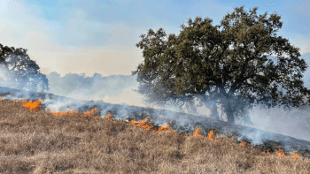 A wildfire burns a dry grassland area with an oak tree in the background