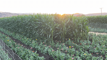 Rows of corn fill the screen surrounded by flowers with a sunset in the background.