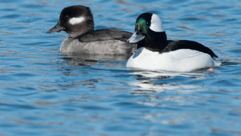 Two ducks swimming in blue water; one has a brown head and grey body, the other has a green iridescent head, black back and white chest.