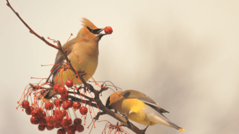 Two cedar waxwings with tan and yellow plumage, black masks, and red waxy tips on their tails, perched on a branch with clusters of red berries. The background is a soft, out-of-focus beige.