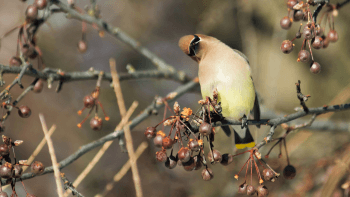 A small, tan and yellow bird with black markings, perched on a branch with red berries, in a blurred natural background. The bird is tilting its head to side, almost 90 degrees, looking at the camera.