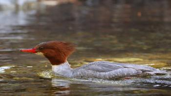 A common merganser duck with a distinctive reddish-brown head, white neck, and gray body, swimming in slightly rippled, brownish water. The duck has a bright red bill and is positioned slightly to the left.