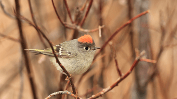 A small, grayish-brown bird with a bright red-orange crown and white wing bars, perched on tangled, leafless red branches. The bird's feathers are soft-textured, and its eyes are dark.