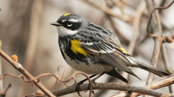 A small black-and-white bird with yellow shoulder patches, perched on brown, twisted branches. The bird has a black head with white stripes, a white chest, and a yellow patch on its forehead.