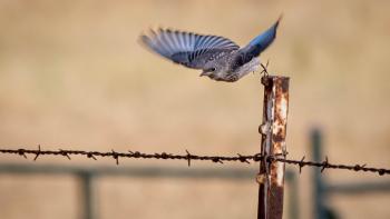 A juvenile western bluebird takes flight from a fence post.