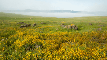 A field of wildflowers stands in the foreground with a dense layer of fog in the background.