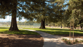 A paved path winds between two evergreen trees in a park.
