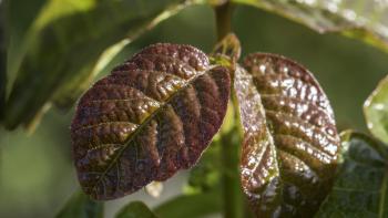 Shiny poison oak leaves