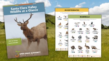 Front cover and two pages of the Santa Clara Valley Wildlife at a Glance guide. "Mammals" and "Invertebrates" pages are on the right side/