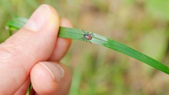 A human hand holding a green grass blade with a small, red and black tick clinging to it, against a blurred green background.