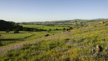 Green hillside covered with wildflowers overlooking a wide green valley under clear blue sky