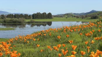 Green hillside covered with orange poppies in front of a blue wetland under blue sky