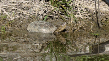 A Northwestern pond turtle wades through the water near the edge of a pond.