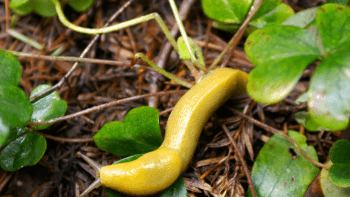yellow banana slug on the dirt floor with green clovers next to it