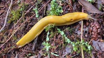 California banana slug on a leaf littered floor