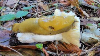 California banana slug on a white mushroom on a leaf littered floor