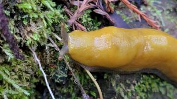 Close up of a California banana slug on a mossy surface 