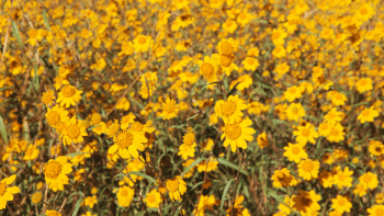 A dense field of yellow wildflowers