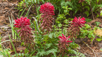 Four red wildflower blooms are surrounded by greenery