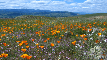 A field of poppies and light purple wildflowers exists in the foreground with rolling green hills and a cloudy blue sky in the background.