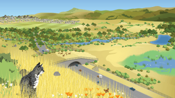 An illustration shows a bobcat perches on the side of a grassy hill overlooking a busy roadway with a wildlife crossing, a mountain range and agricultural land.