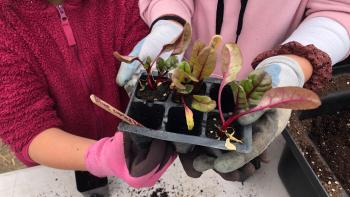 Two gloved hands holding out plastic plant container with seedling