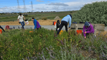 Six people in casual clothing, bending to pick weeds near a road, with power lines and green hills in background.
