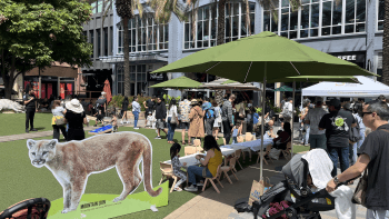 An Earth Day celebration shows a grass area with a cut out mountain lion poster, tables and chairs for kids crafts and people wandering through the area and seeking shade under umbrellas.