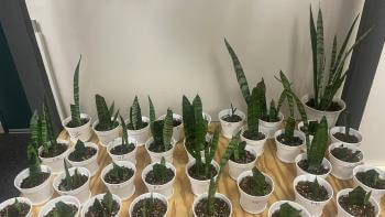 A table with rows of snake plants in white plastic pots