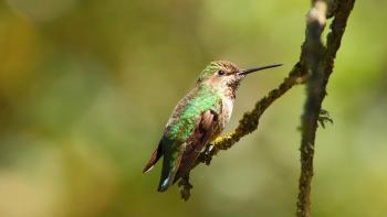 Small green hummingbird perched on twig against blurry green background