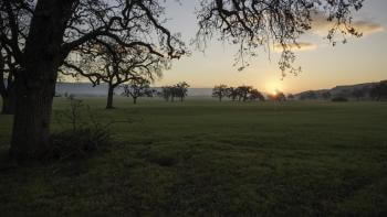 The silhouette of an oak tree appears on the left-hand side of the photo with green grass and a sunrise in the distance.