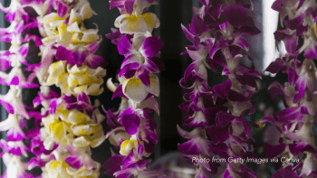 Purple, yellow and white lei hang down in parallel lines.