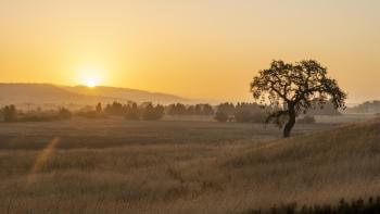 A solo oak tree stands in a field of golden grass as the sun sets behind the silhouette of rolling hills.