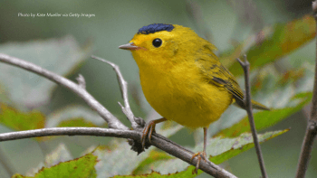 A small yellow bird stands on the branch of a tree surrounded by green leaves.