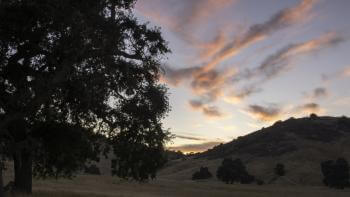 An oak tree stands in the foreground during dusk with rolling golden hills dotted with oak trees in the background. Pink clouds hang above the scene.