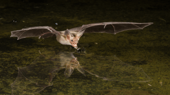 A pallid bat flies over a body of water that reflects its image.