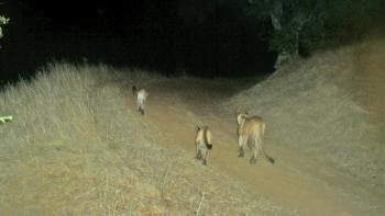 A family of mountain lions walks along a trail in complete darkness.