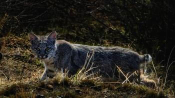 A bobcat looks at the camera as it walks through a natural area.
