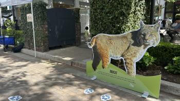 A cut out of a bobcat stands in an urban area, inviting the public to connect with nature in unlikely places.