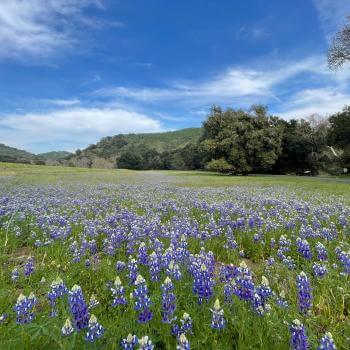 large field of lupines that are purple with white tips