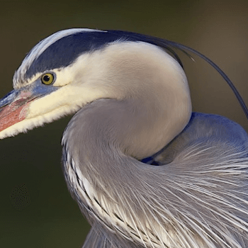 White crane bird with orange beak and black stripe above it eye