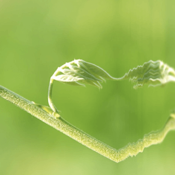 green background with green stem with one leaf touching water sideways so it creates the illusion of a heart shape in the center of the image