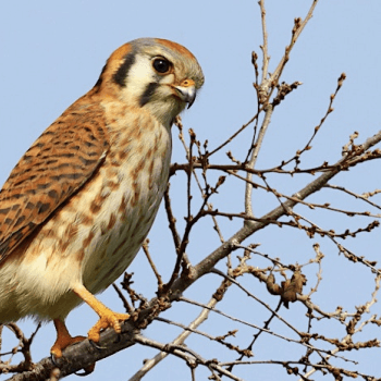 bird with brown feathers and white chest on a branch with many smaller twigs with no leaves against a blue sky