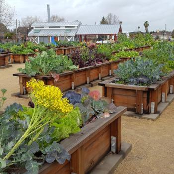 A community garden with several rows of large raised wooden garden beds, full of leafy green plants and vegetables