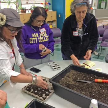 Three people gather around a circular table in classroom setting that has a shallow pan full of garden soil and small paper cups filled with soil; their hands reach forward to place seeds in the cups.