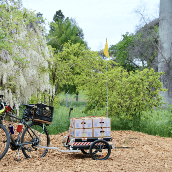 A bicycle with a trailer filled with cardboard farm boxes stands upright on a patch of bark chips in front of trees and shrubs